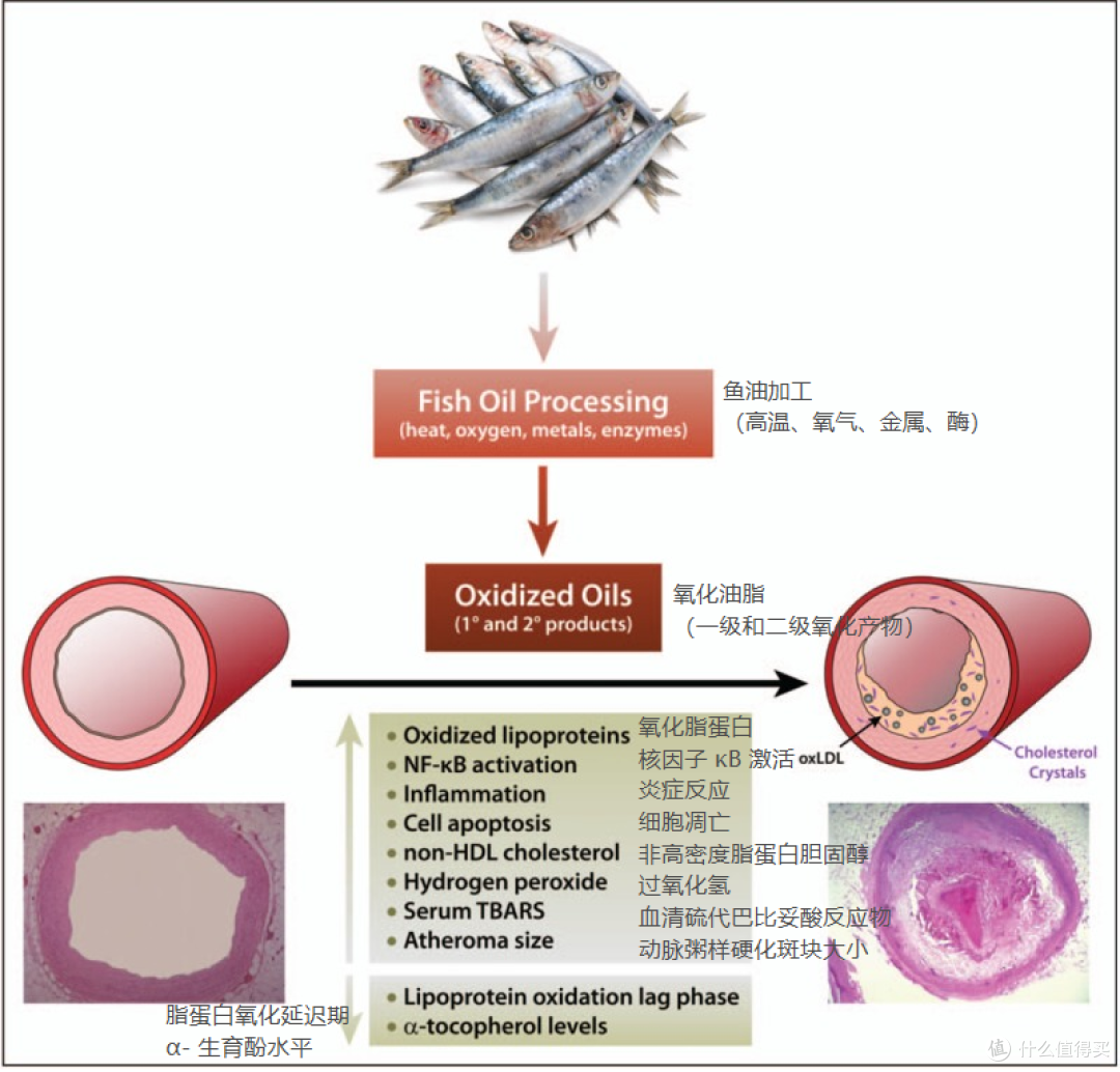当Omega-3开始“变质”:纯度之外,鱼油质量的另一套评判标准