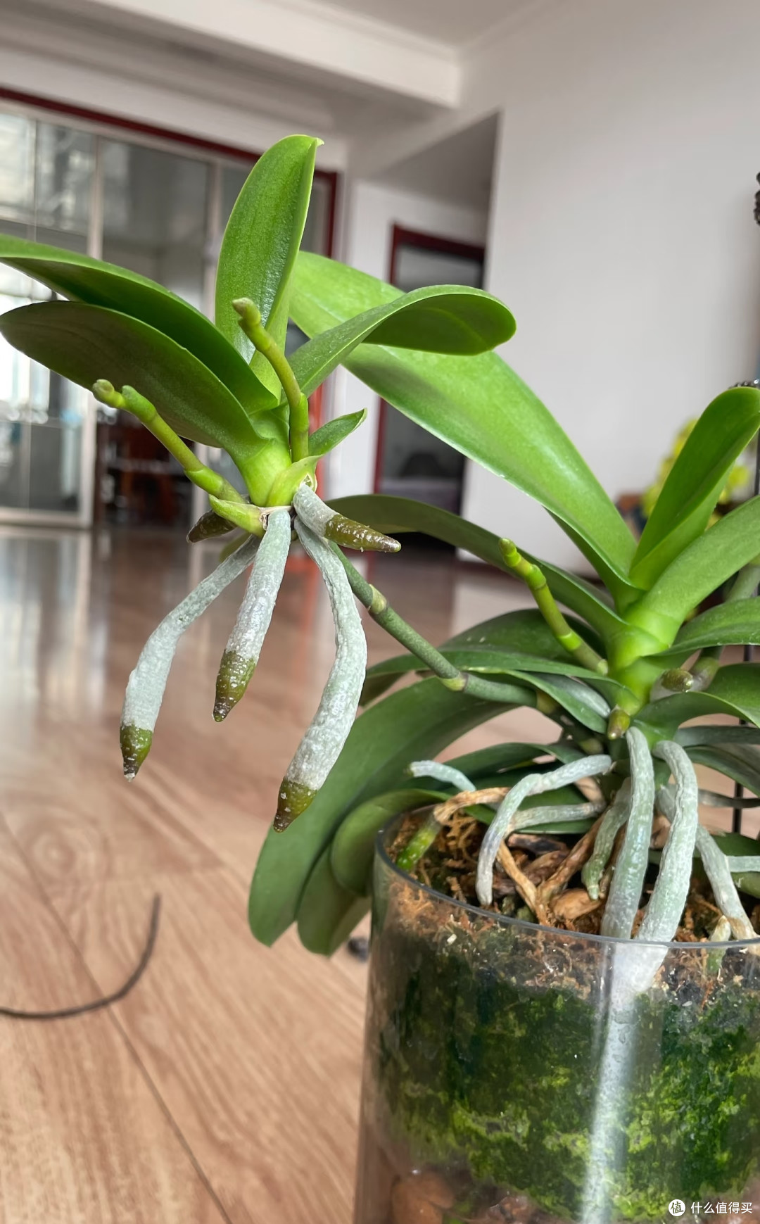 养了15年蝴蝶兰才懂：加一勺白糖，花箭多到挤掉叶子，见花不见叶