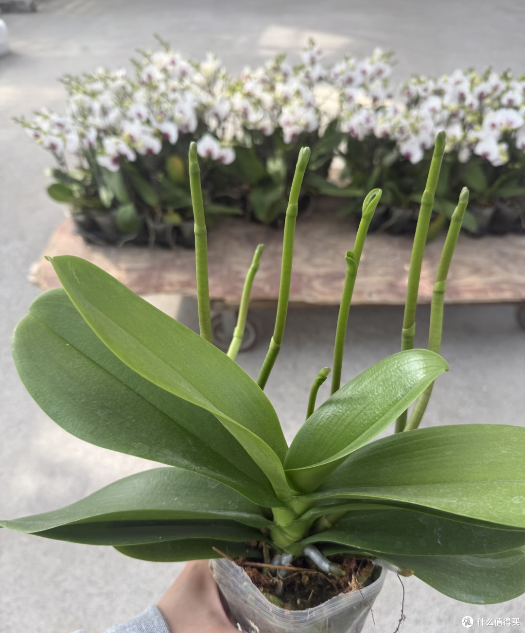 养了15年蝴蝶兰才懂：加一勺白糖，花箭多到挤掉叶子，见花不见叶