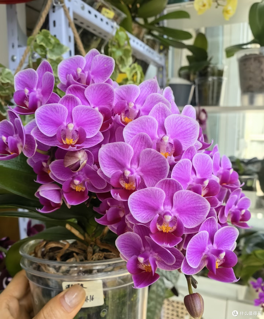 养了15年蝴蝶兰才懂：加一勺白糖，花箭多到挤掉叶子，见花不见叶
