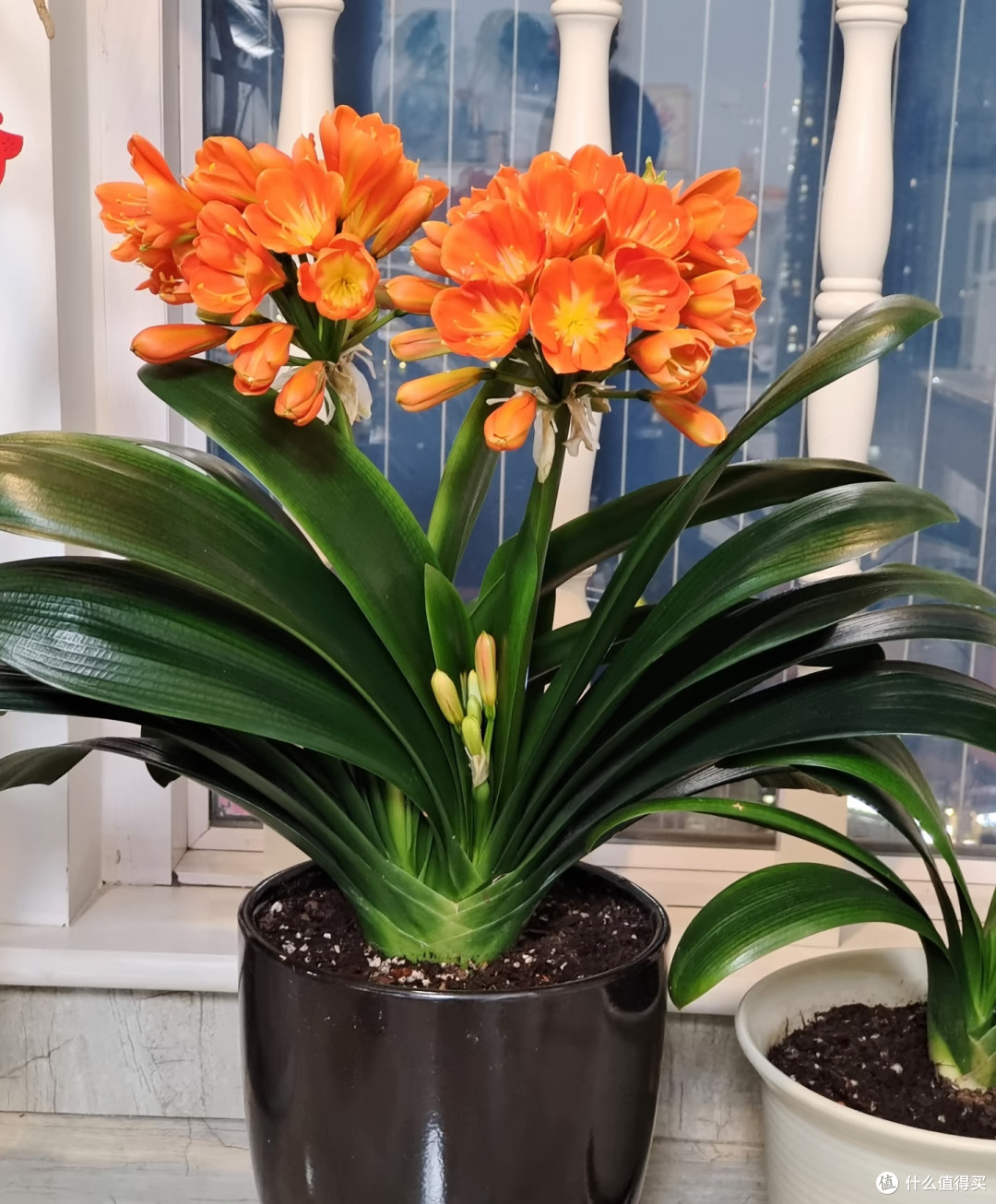 中秋节后,君子兰施肥守好“四不要”,根壮花旺冬季花量翻倍