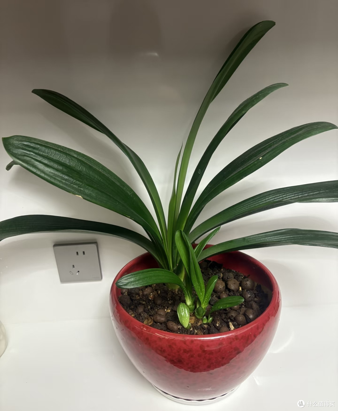 中秋节后,君子兰施肥守好“四不要”,根壮花旺冬季花量翻倍