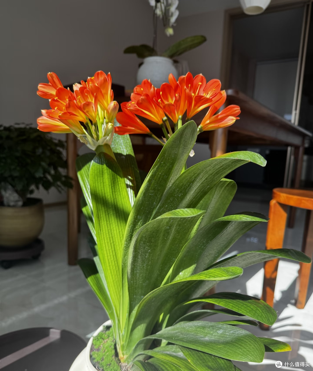中秋节后,君子兰施肥守好“四不要”,根壮花旺冬季花量翻倍