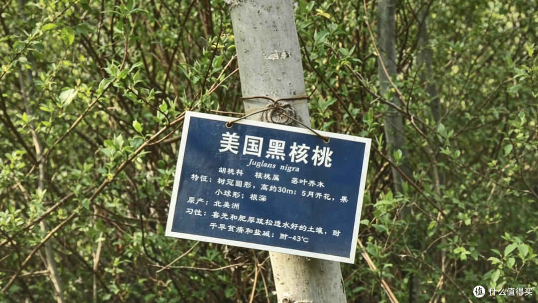 万字长文一篇搞懂实木家具之——选对料