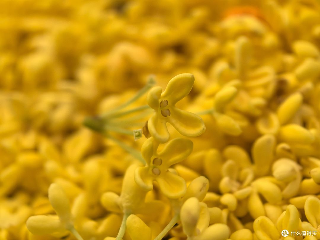 秋分 | 一起来做润肺安神的桂花糖