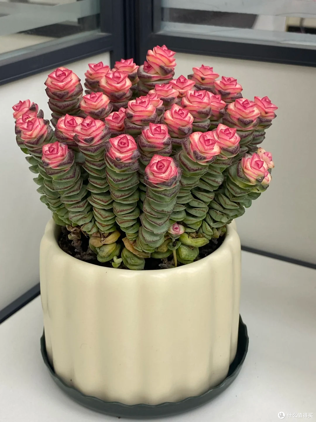 “养废”10多盆花的血泪教训:这10种花新手别乱买,谁养谁后悔!