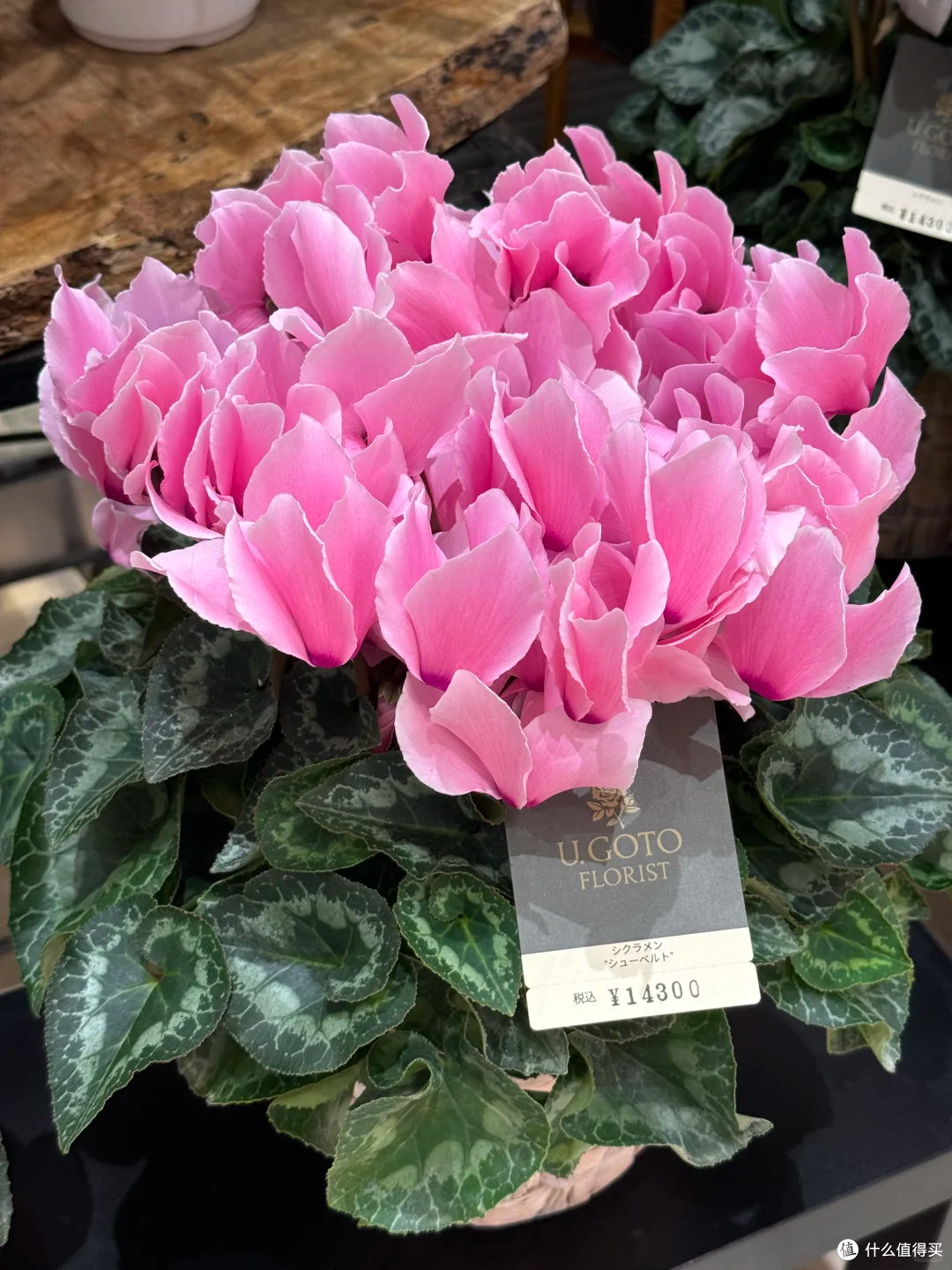 “养废”10多盆花的血泪教训:这10种花新手别乱买,谁养谁后悔!