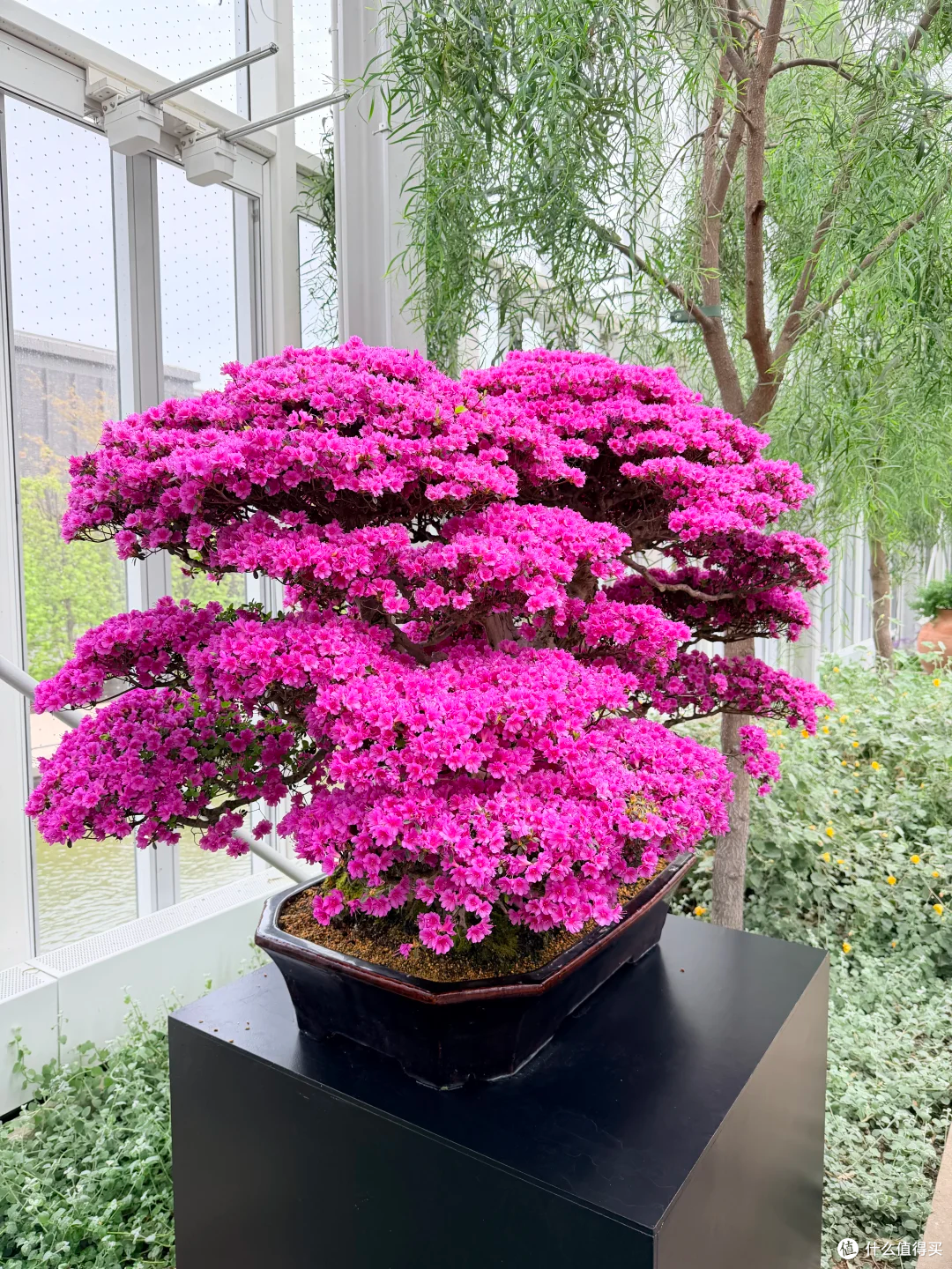 “养废”10多盆花的血泪教训:这10种花新手别乱买,谁养谁后悔!