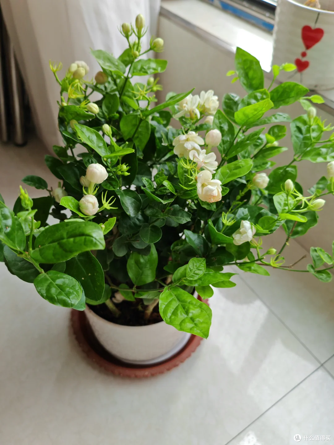 入秋后,抓紧给这8种花“剃光头”,剃得越狠,长势越旺!