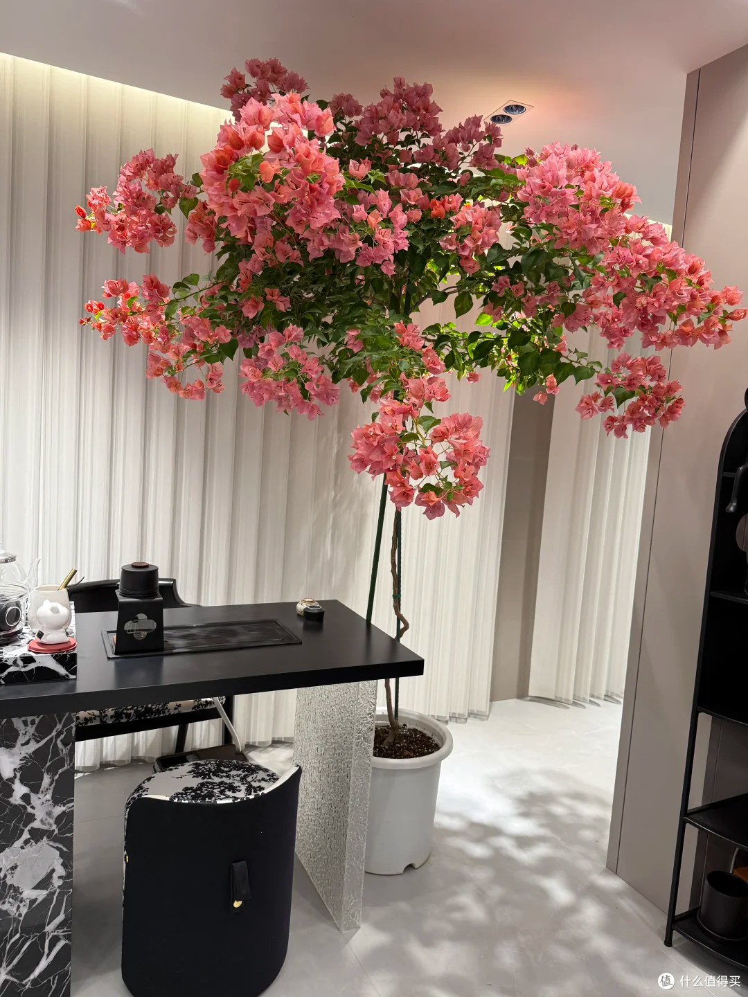 入秋后,抓紧给这8种花“剃光头”,剃得越狠,长势越旺!