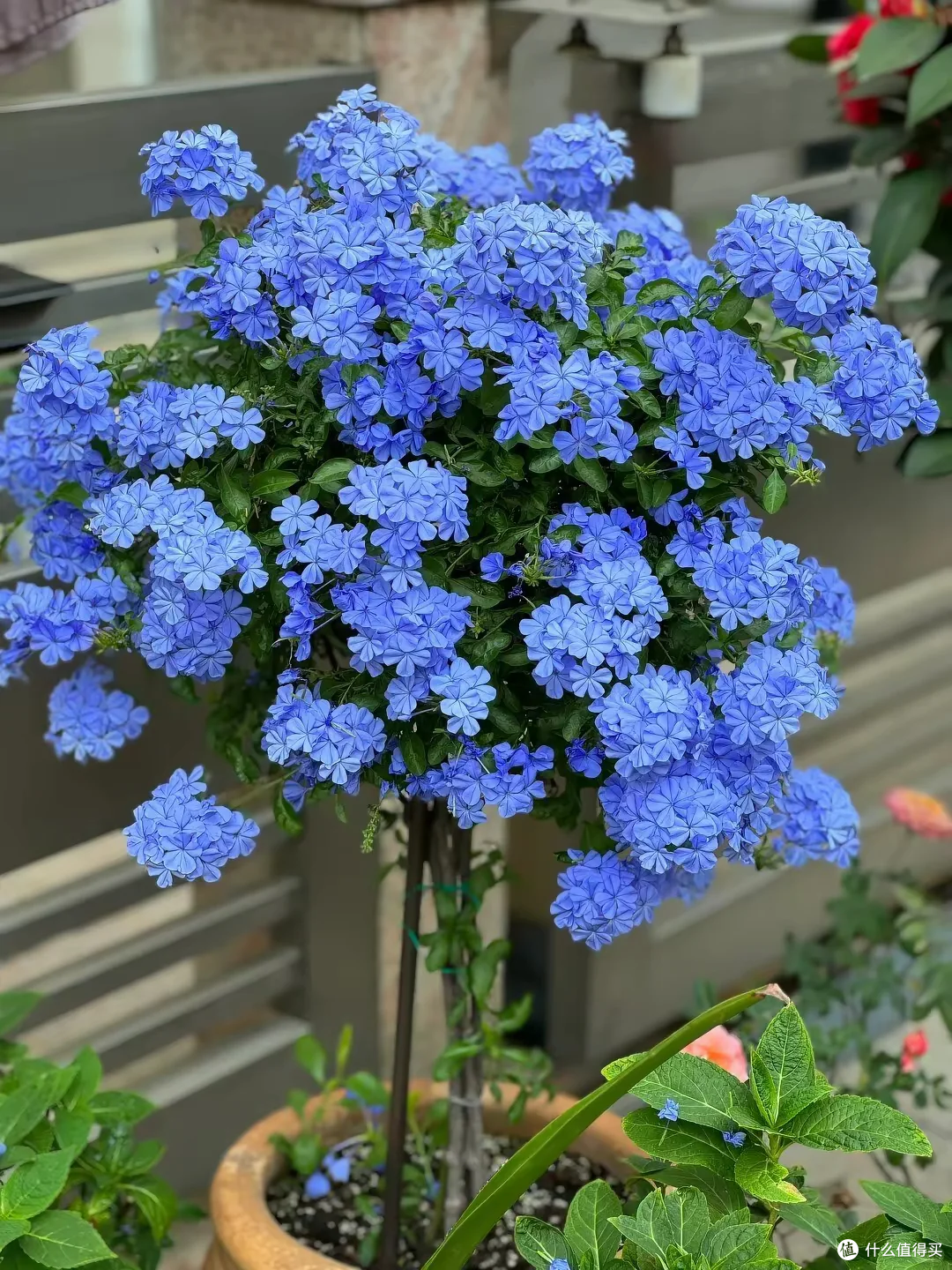 入秋后,抓紧给这8种花“剃光头”,剃得越狠,长势越旺!