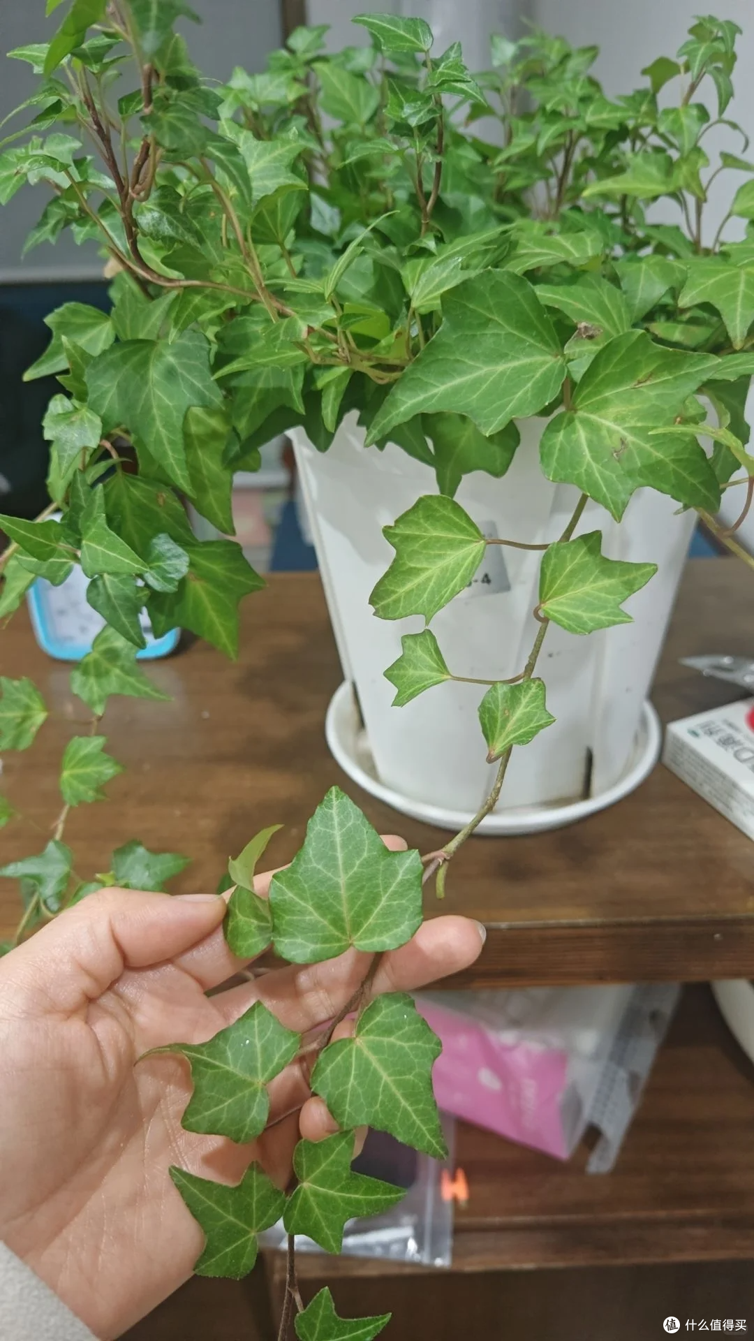 入秋后,抓紧给这8种花“剃光头”,剃得越狠,长势越旺!