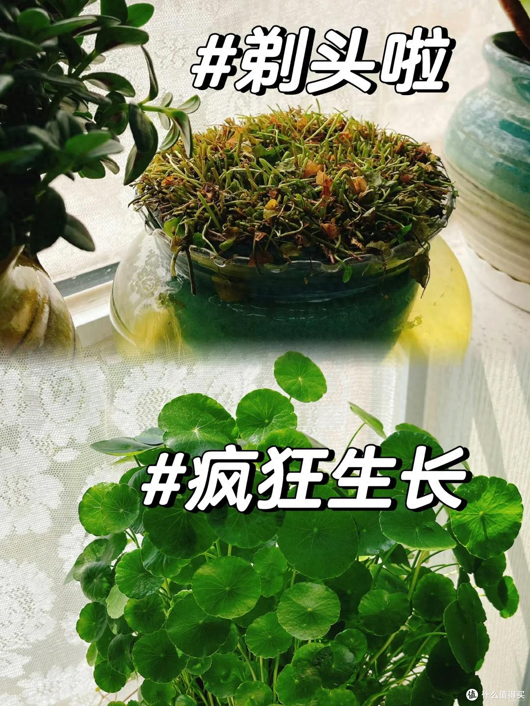 入秋后,抓紧给这8种花“剃光头”,剃得越狠,长势越旺!