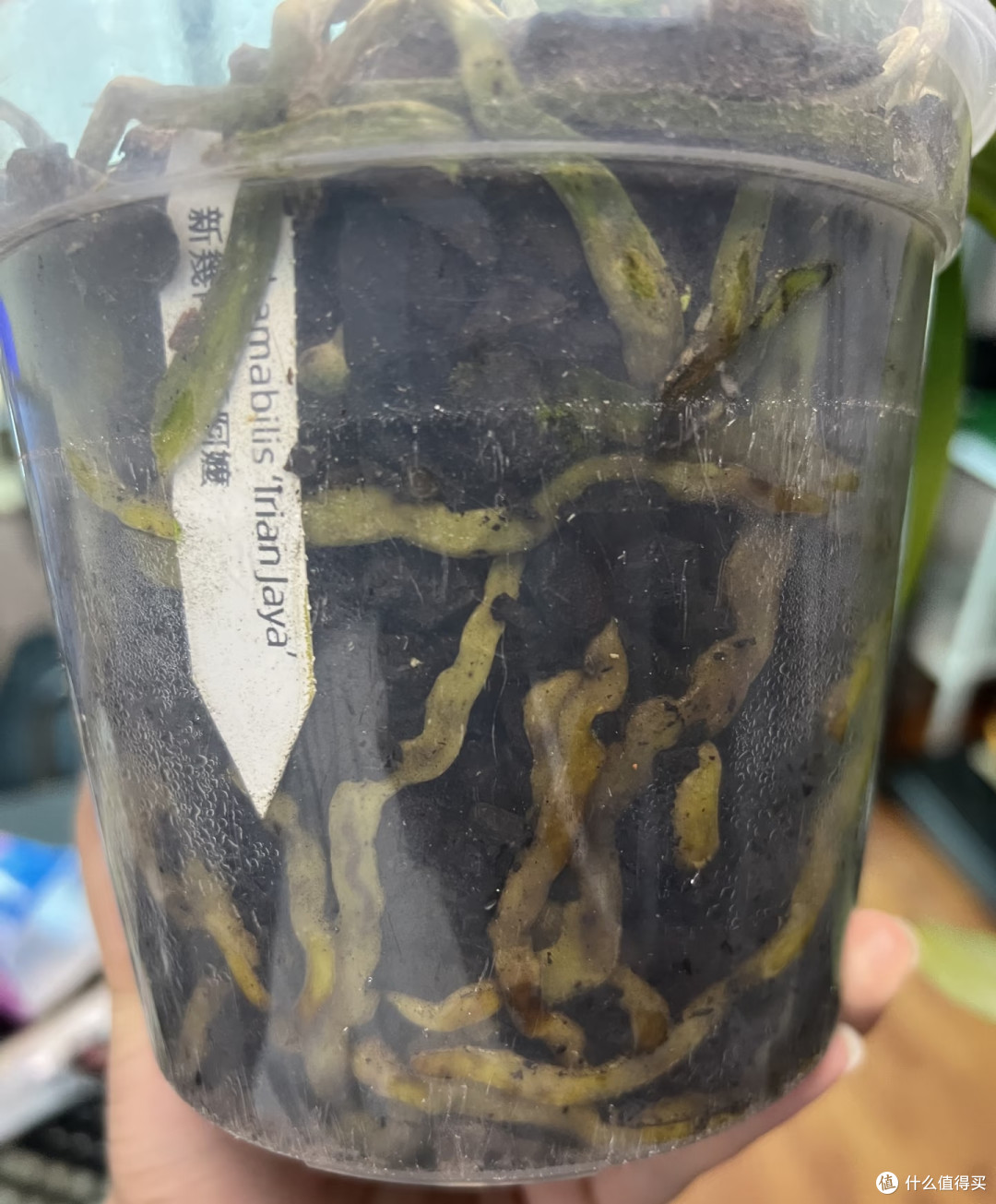 抓住蝴蝶兰最后生长期,用3土法催花,叶腋长满花箭,错过等明年