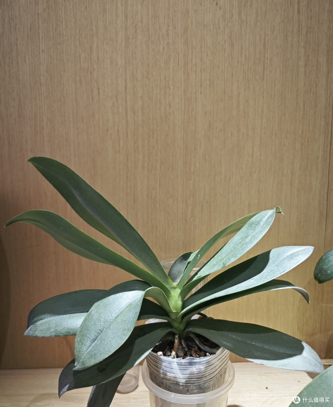 抓住蝴蝶兰最后生长期,用3土法催花,叶腋长满花箭,错过等明年