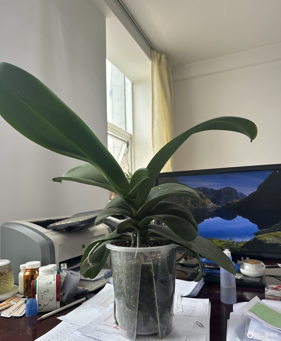 抓住蝴蝶兰最后生长期,用3土法催花,叶腋长满花箭,错过等明年