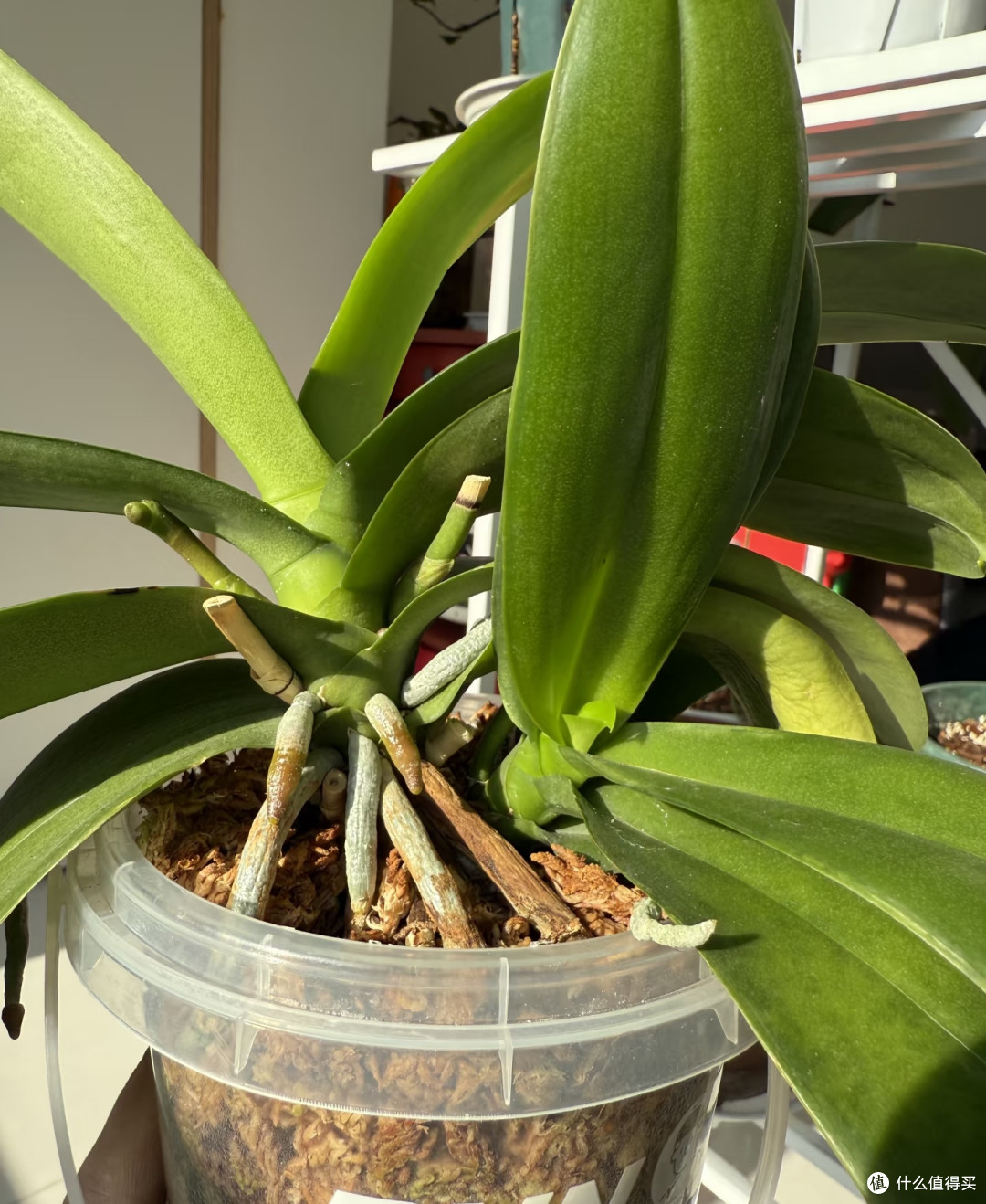 抓住蝴蝶兰最后生长期,用3土法催花,叶腋长满花箭,错过等明年