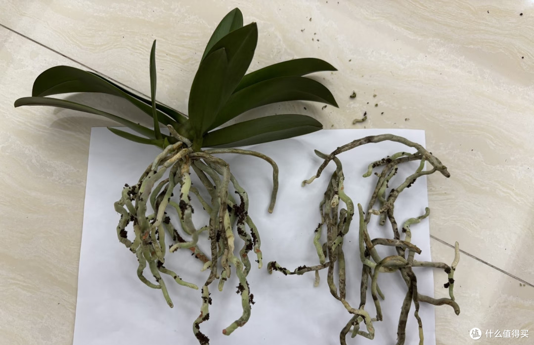 抓住蝴蝶兰最后生长期,用3土法催花,叶腋长满花箭,错过等明年