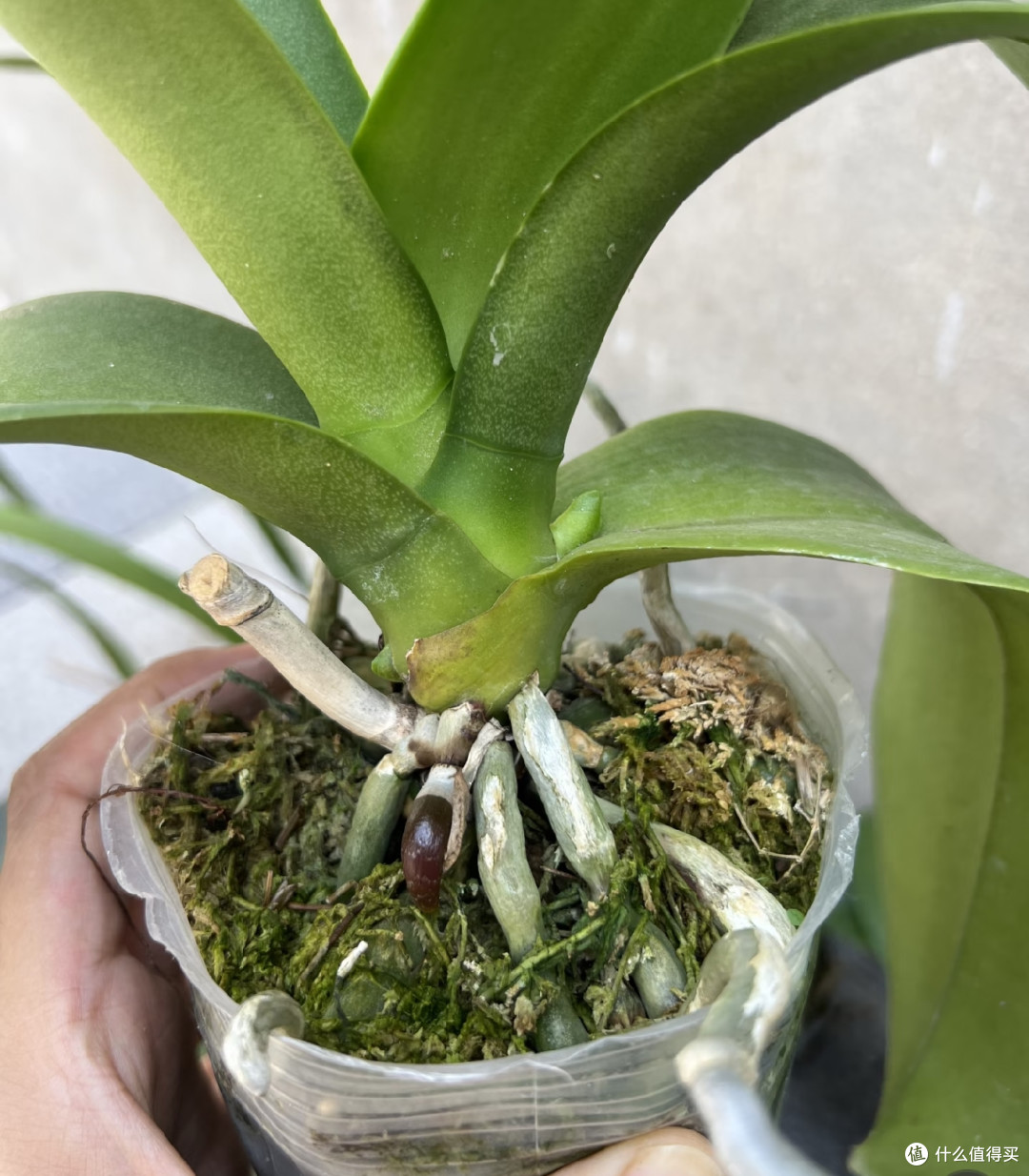 抓住蝴蝶兰最后生长期,用3土法催花,叶腋长满花箭,错过等明年