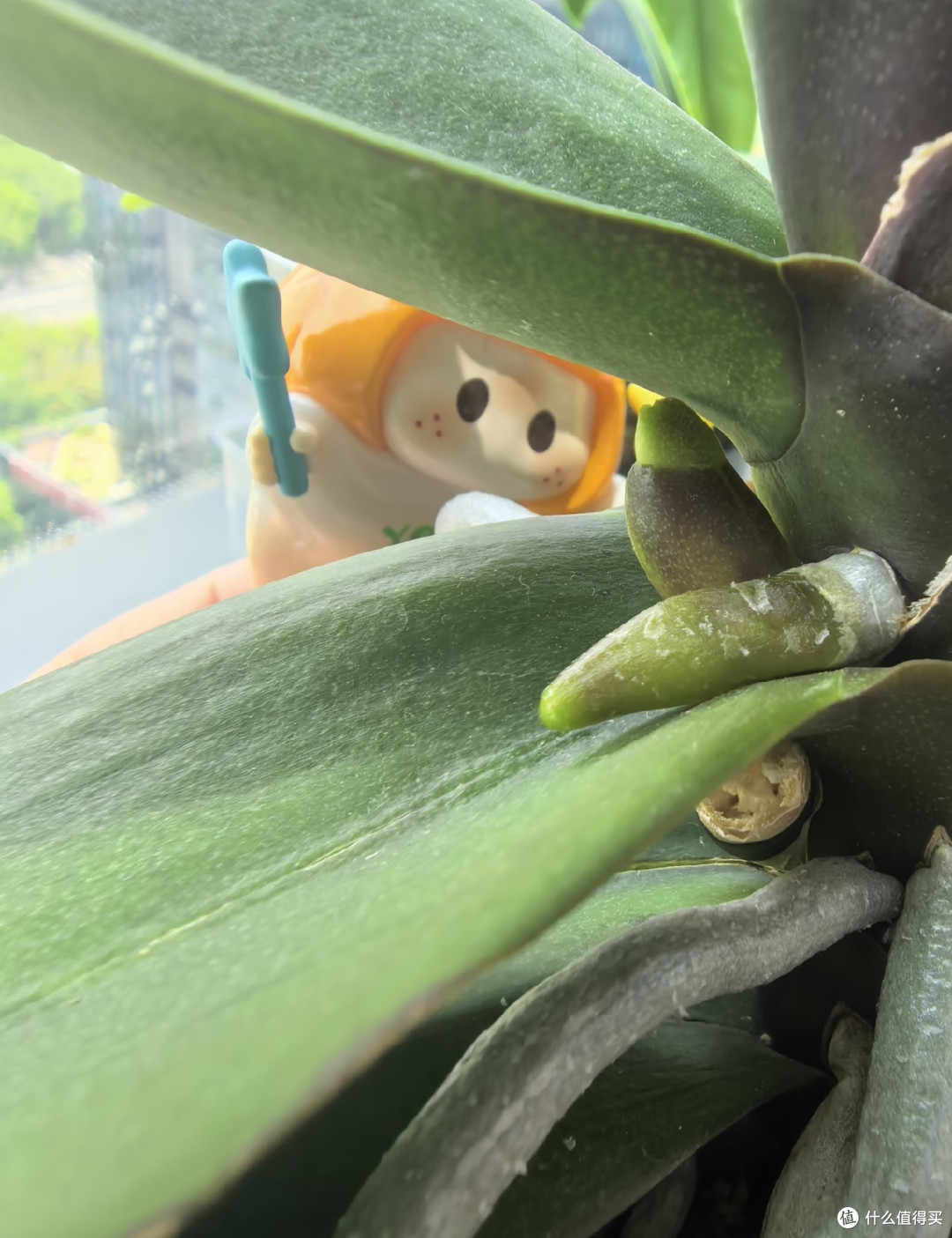 抓住蝴蝶兰最后生长期,用3土法催花,叶腋长满花箭,错过等明年