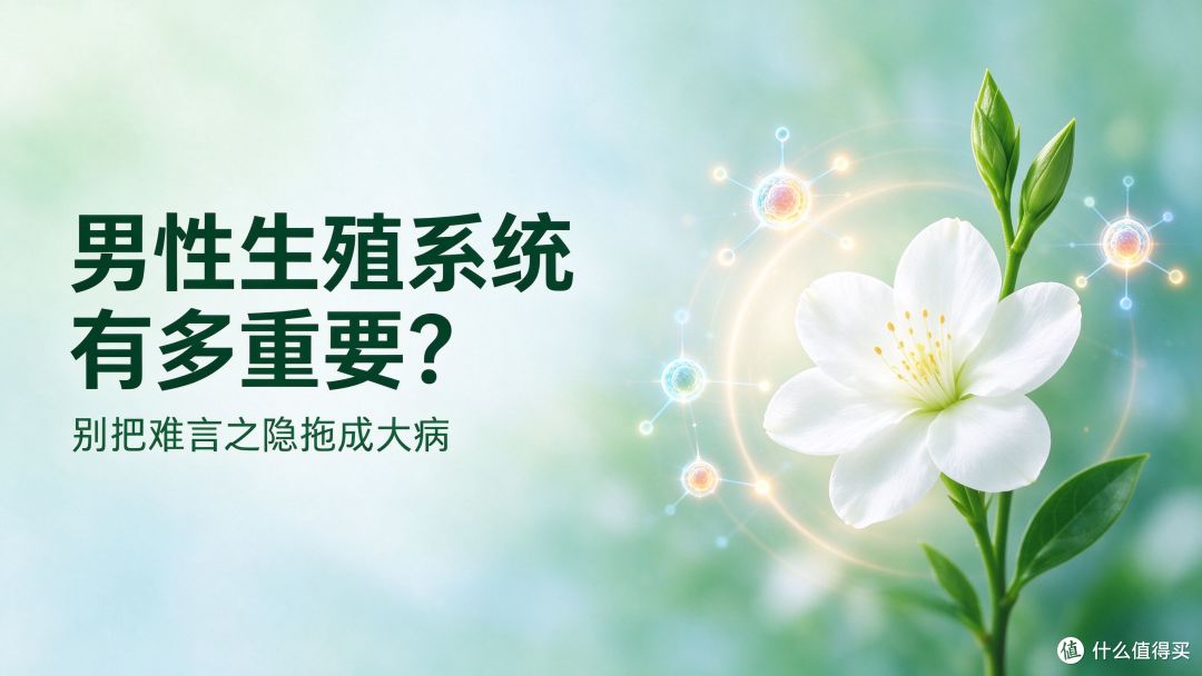 男性生殖系统有多重要？这份健康科普请收好