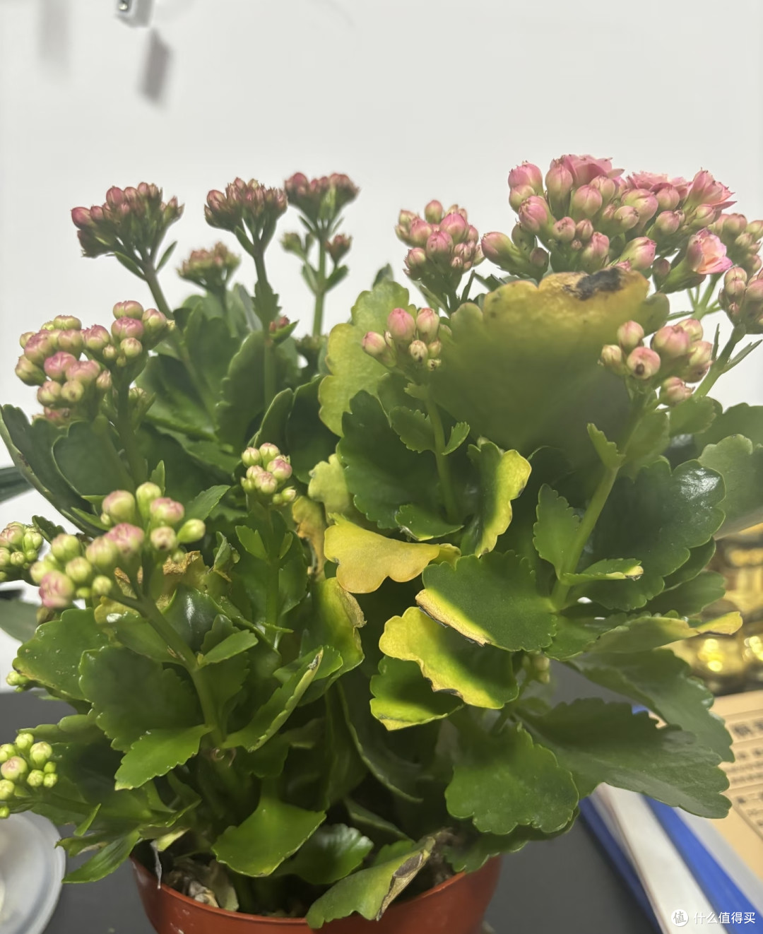 养长寿花15年:终于搞懂“看叶.多水.下剪狠”.才是开花3大秘籍…