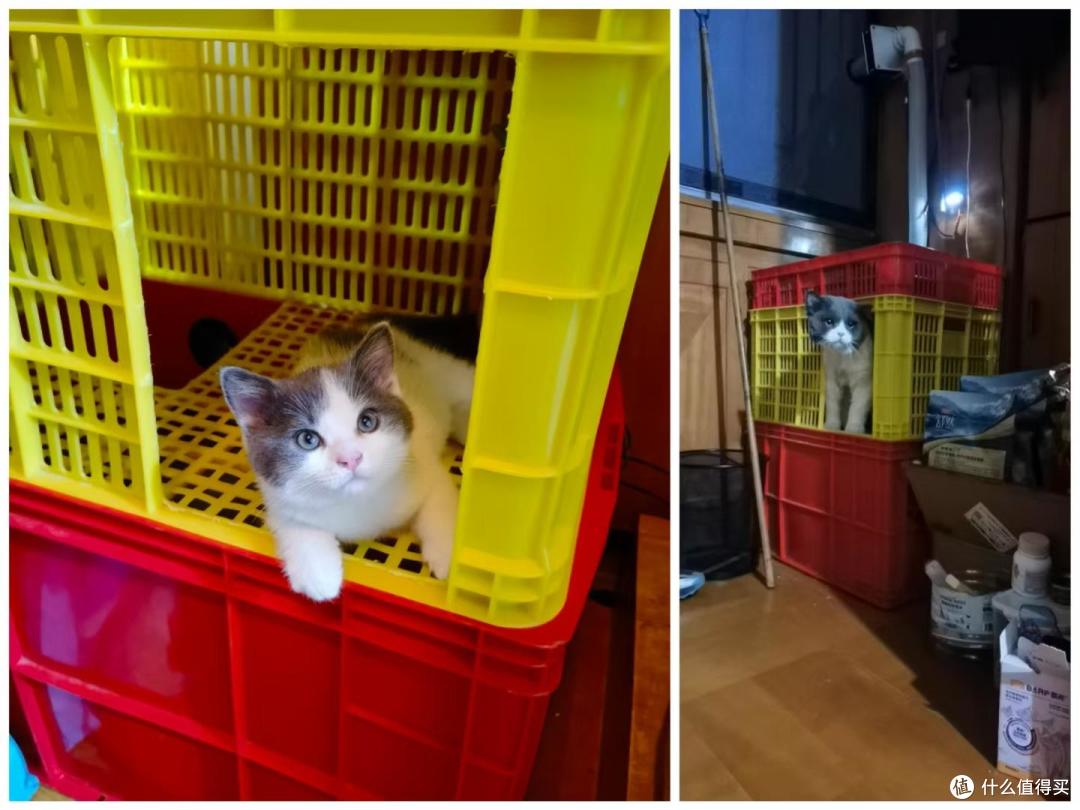 经过测试575-350的底箱2个月小猫和13斤成年猫都能用
