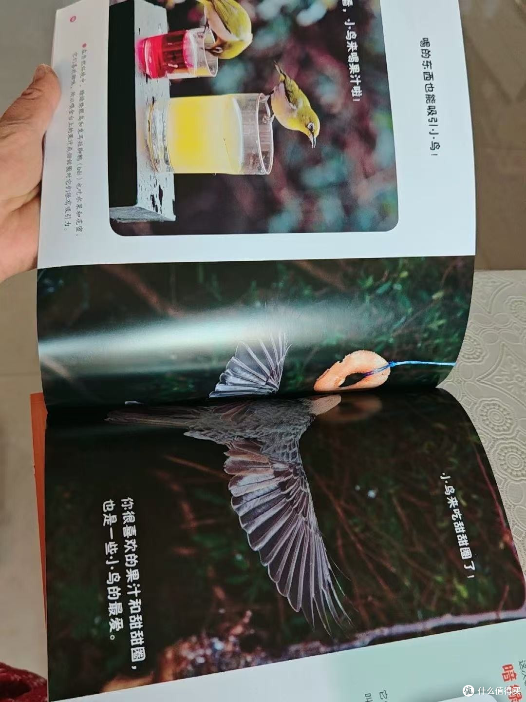 科学好好玩,厨房恐龙土豆全都有