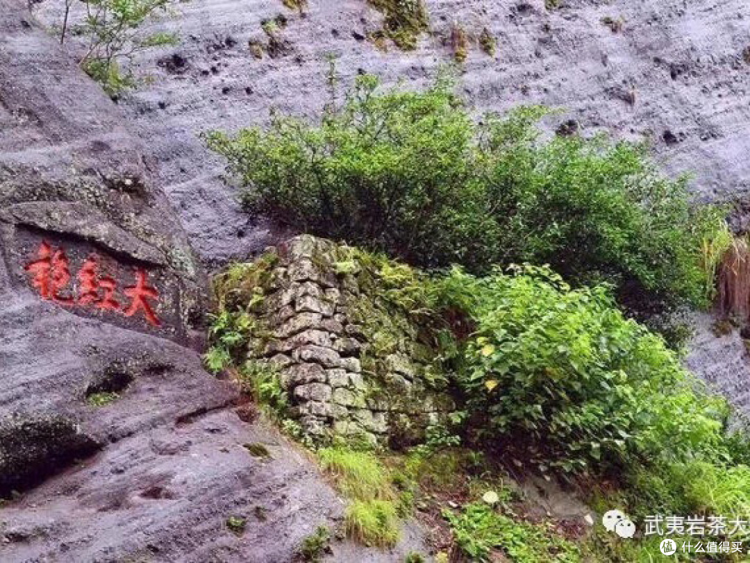“大红袍”这名字,到底是谁起的?查了三天资料,答案有点意外!
