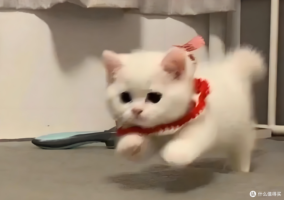 洗澡总撞见猫在门缝偷看?傻猫是怕你出事啊!