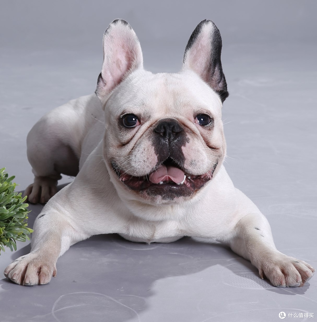 乐高Icons明年将推出一只极富争议的“积木犬”!