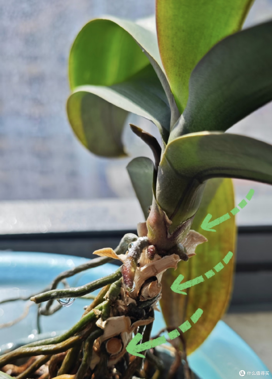 小盆也能养出大老桩!蝴蝶兰增粗茎干用3个绝招,长成花树桩