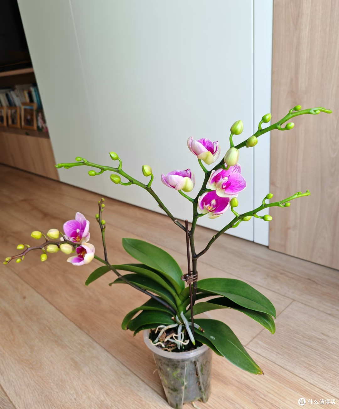 小盆也能养出大老桩!蝴蝶兰增粗茎干用3个绝招,长成花树桩