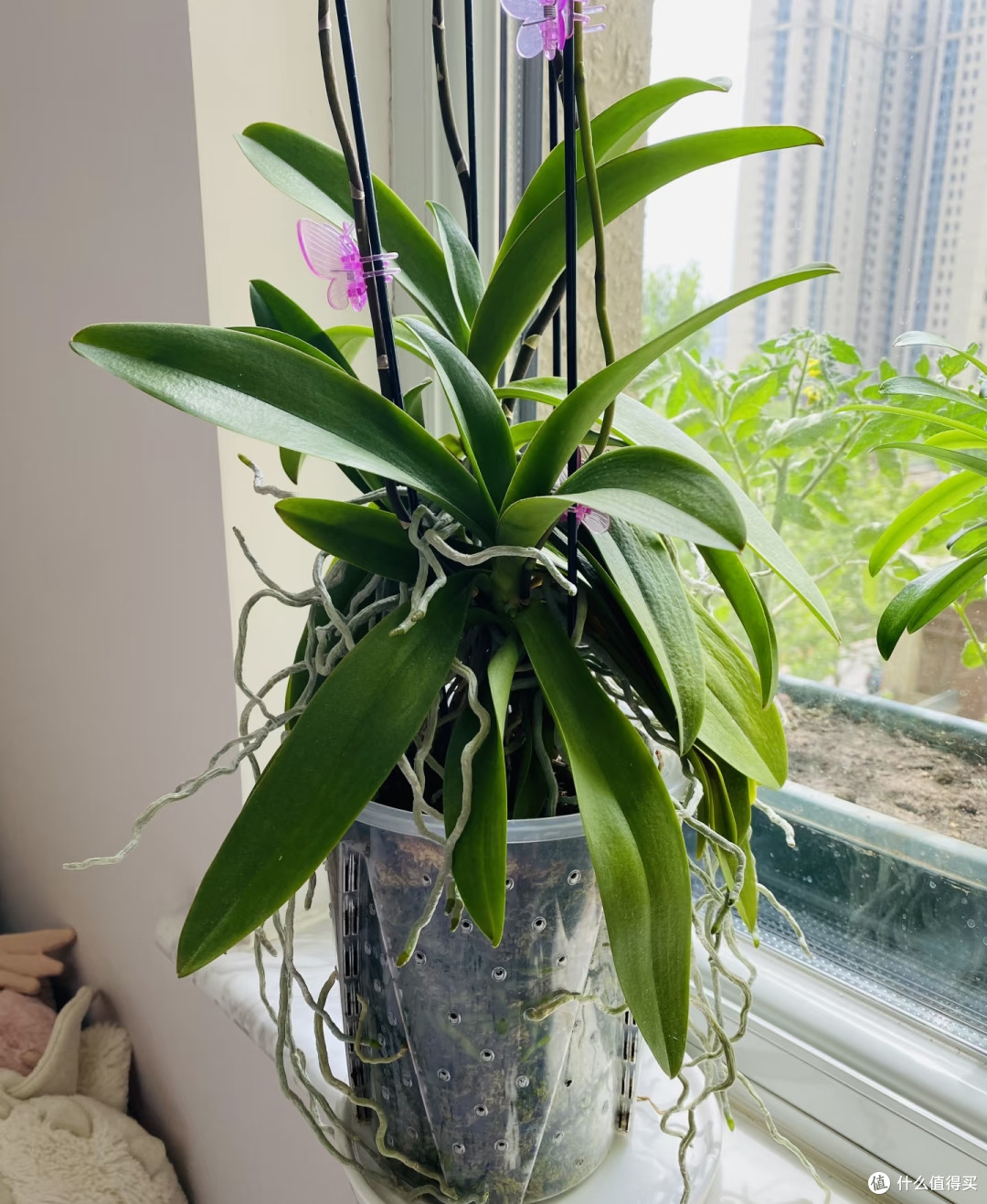 小盆也能养出大老桩!蝴蝶兰增粗茎干用3个绝招,长成花树桩