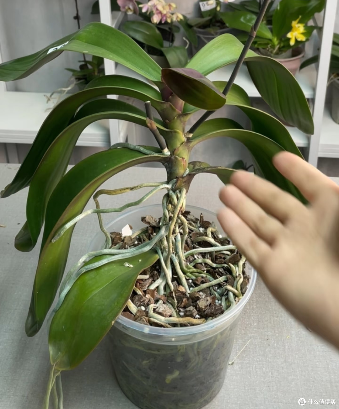 小盆也能养出大老桩!蝴蝶兰增粗茎干用3个绝招,长成花树桩