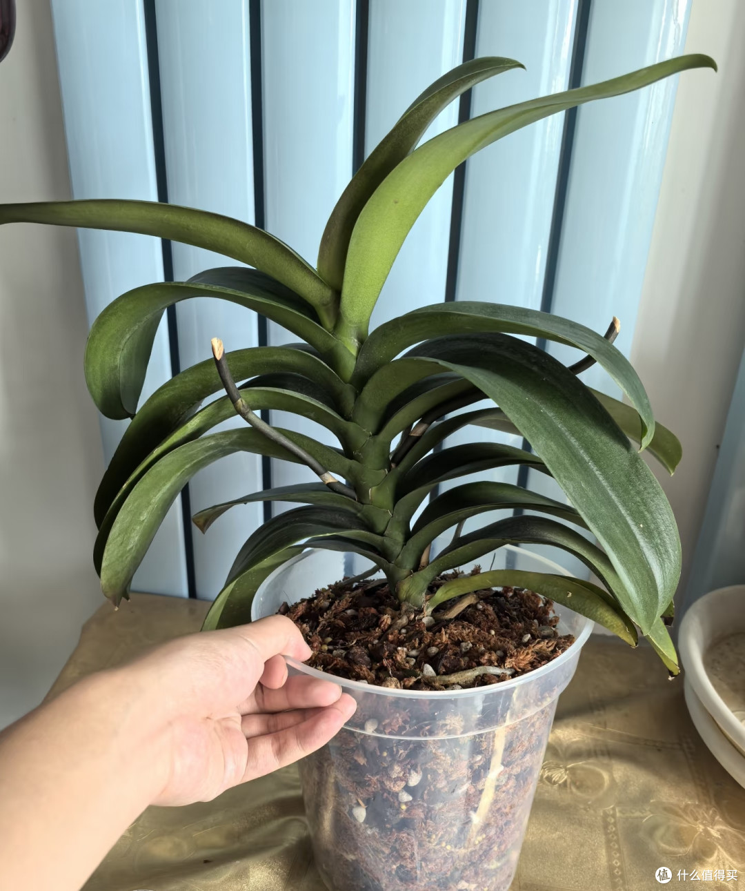 小盆也能养出大老桩!蝴蝶兰增粗茎干用3个绝招,长成花树桩