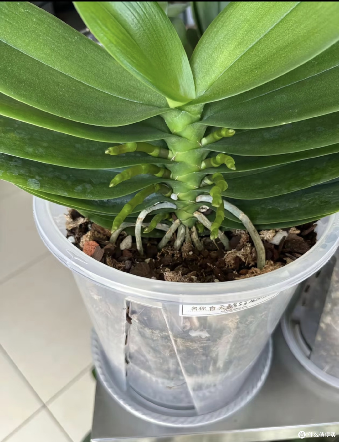 小盆也能养出大老桩!蝴蝶兰增粗茎干用3个绝招,长成花树桩