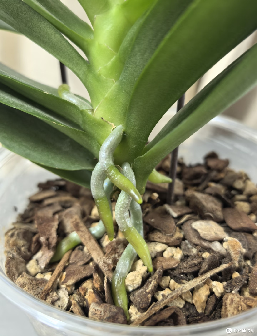 小盆也能养出大老桩!蝴蝶兰增粗茎干用3个绝招,长成花树桩