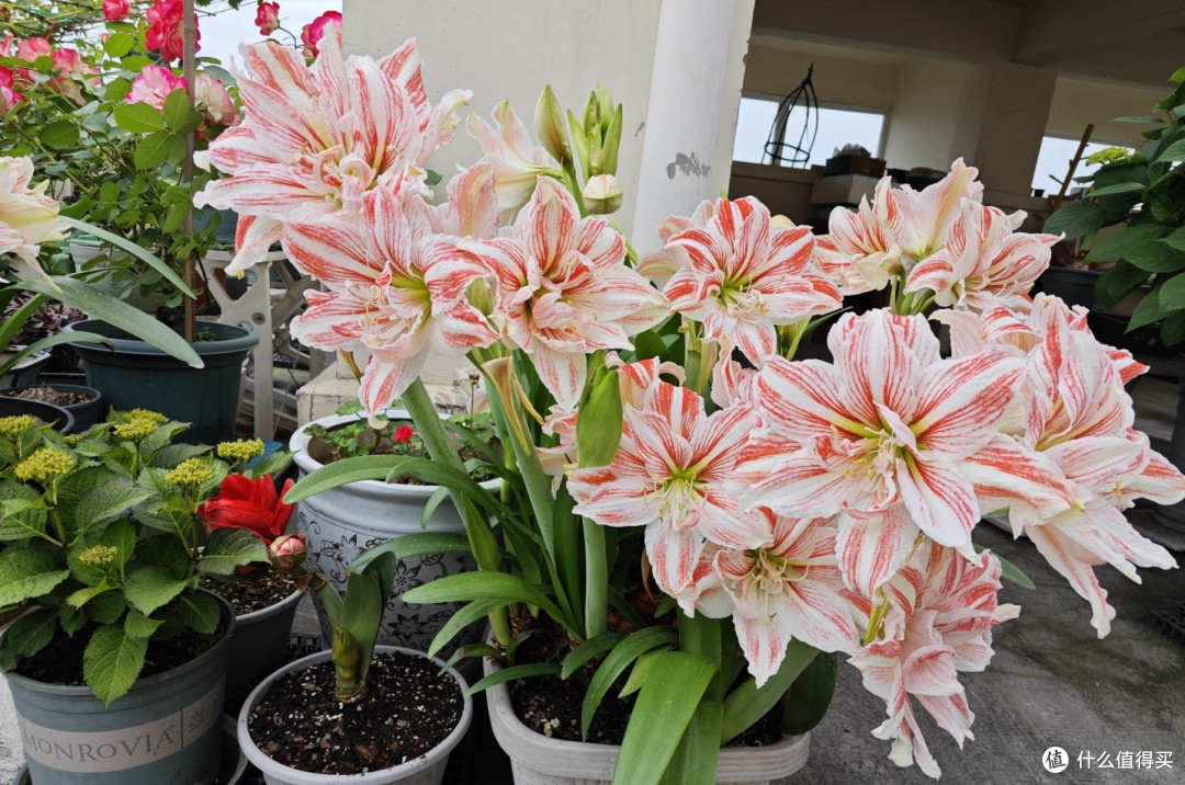 秋季用4步催花法,朱顶红爆成大花球,只见花不见叶