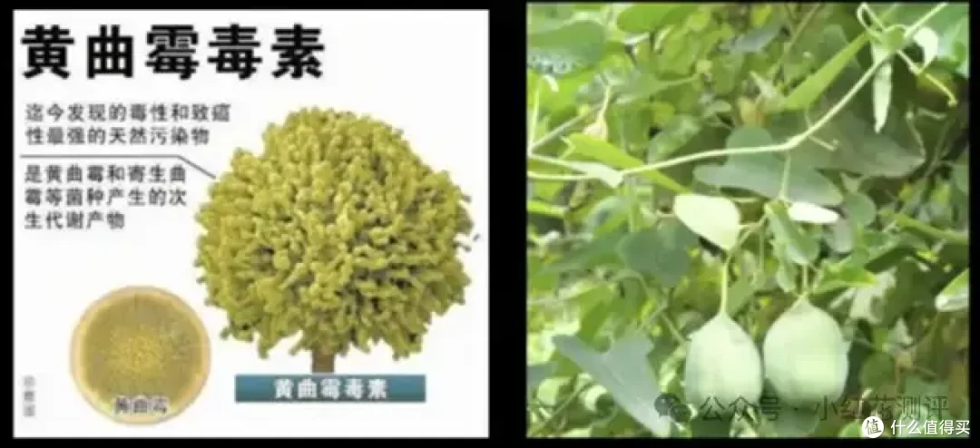 同是1类致癌物，致癌强弱天差地别！13种强弱分级