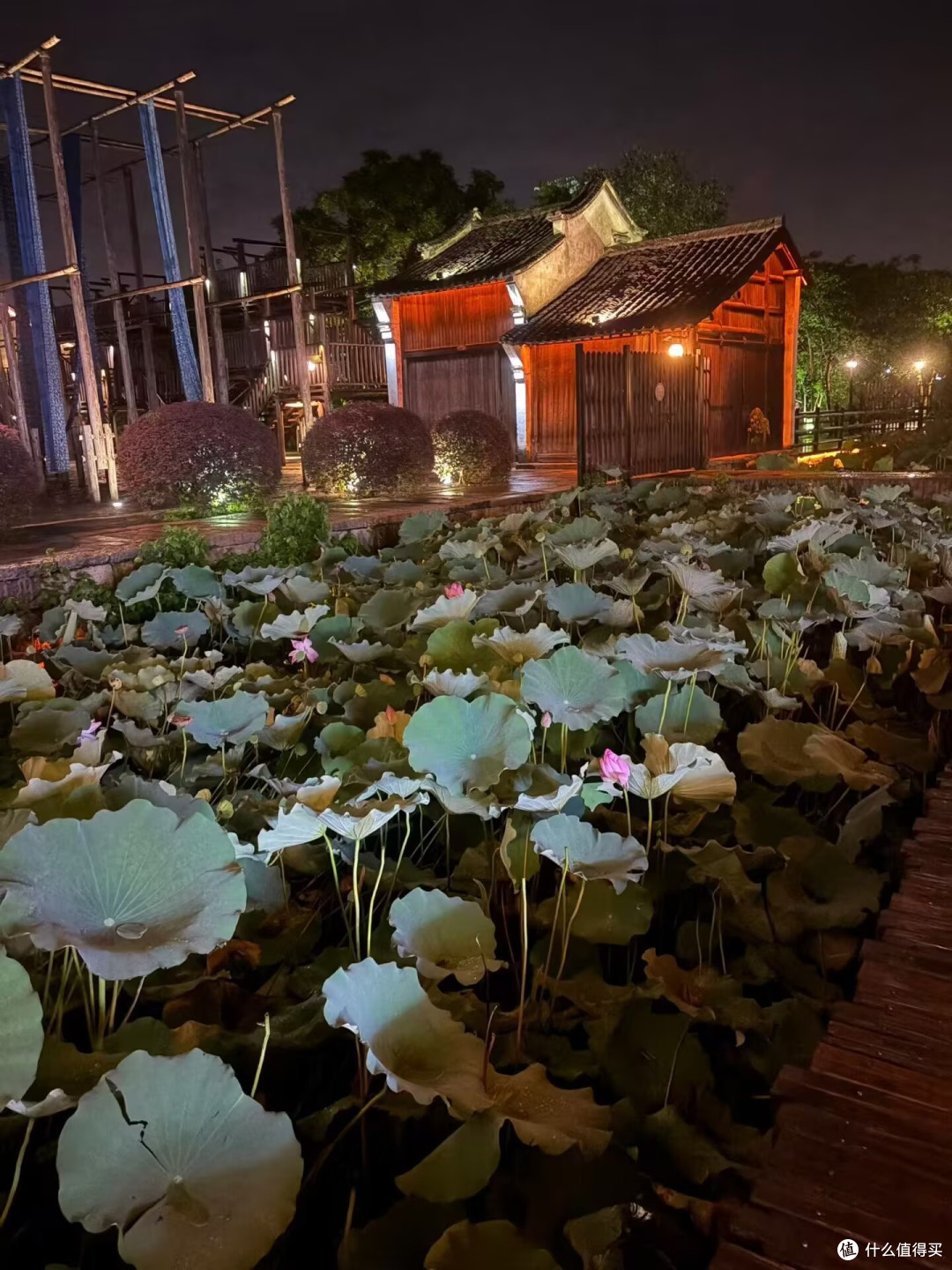 荷花