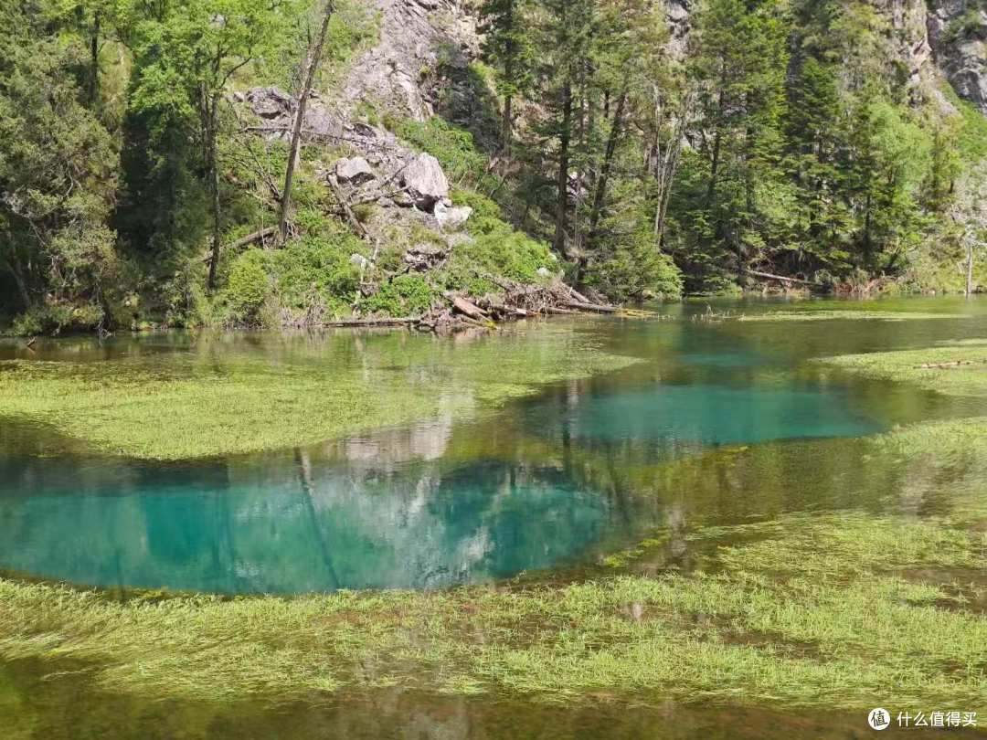 没见水獭太遗憾,九寨归来盼秋景