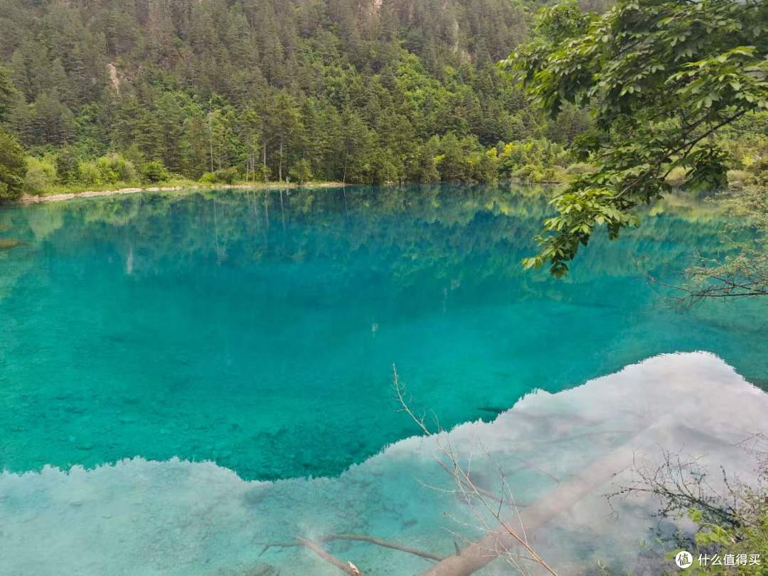 没见水獭太遗憾,九寨归来盼秋景