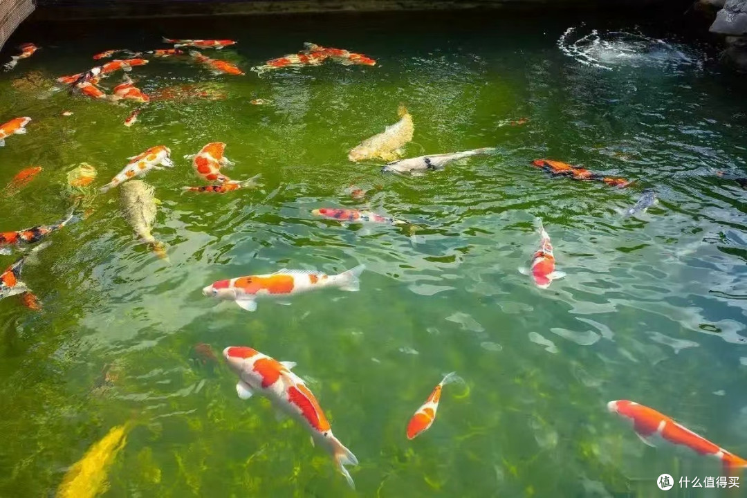 养鱼新手必看!别让错误换水害死你的鱼