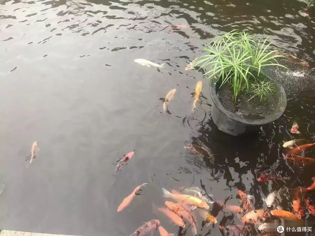 养鱼新手必看!别让错误换水害死你的鱼