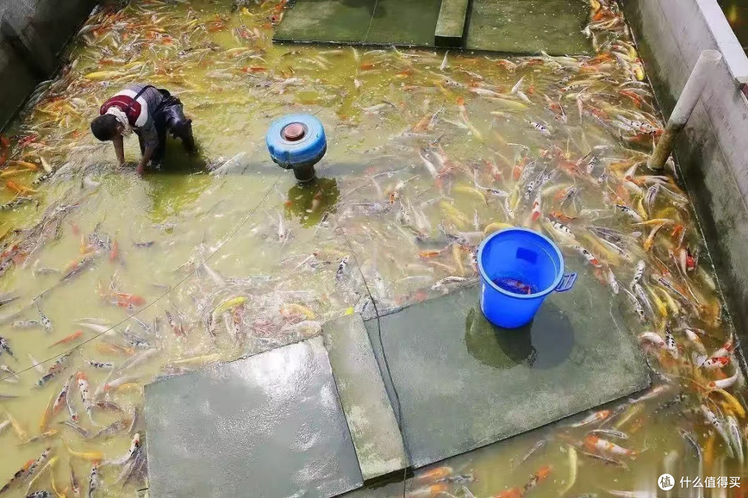 养鱼新手必看!别让错误换水害死你的鱼