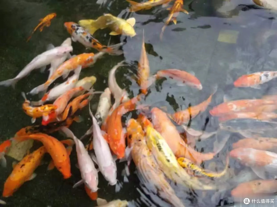 养鱼新手必看!别让错误换水害死你的鱼