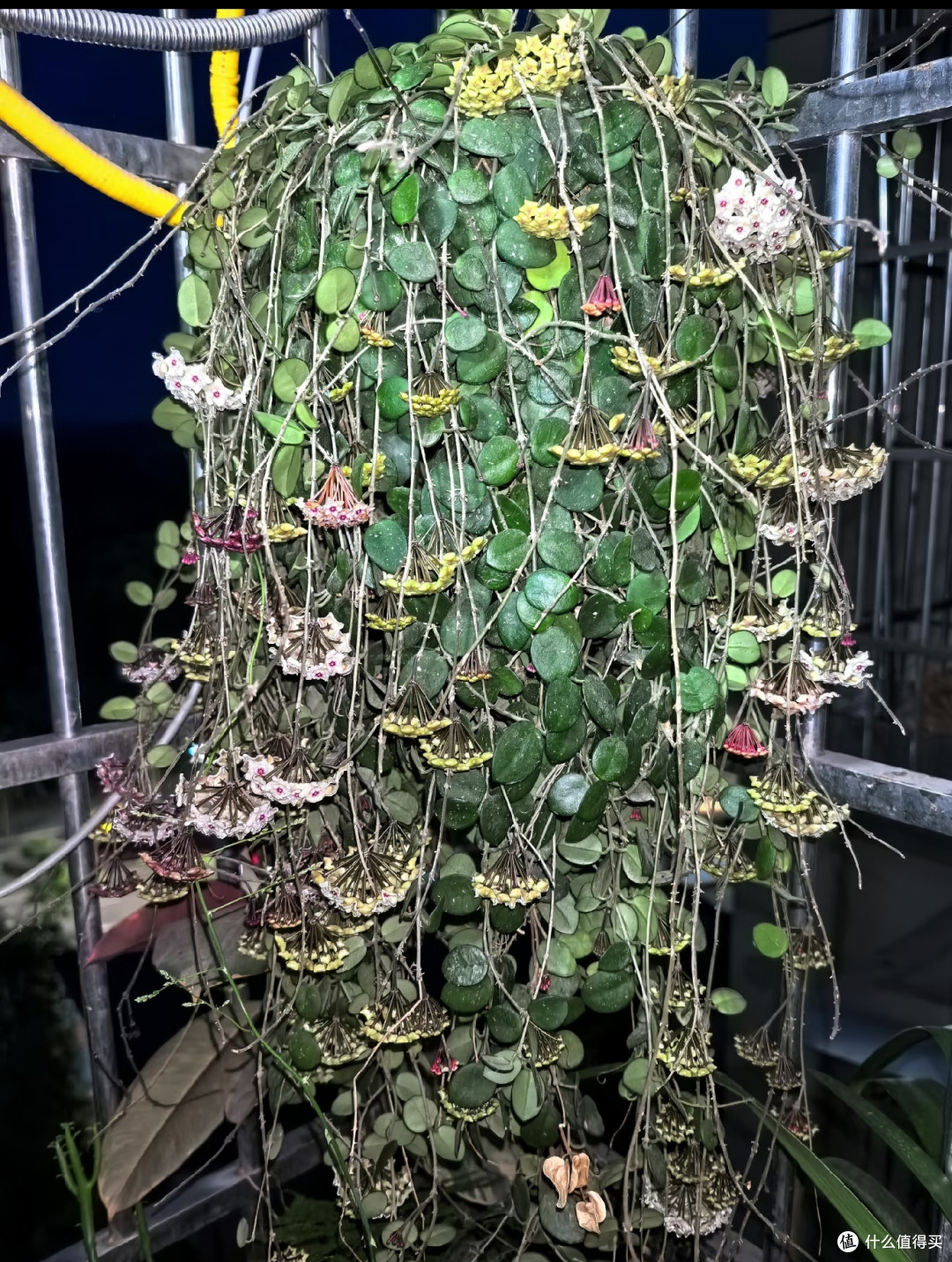 球兰有“4大禁忌”,犯一个就难开花,新手花友要注意!