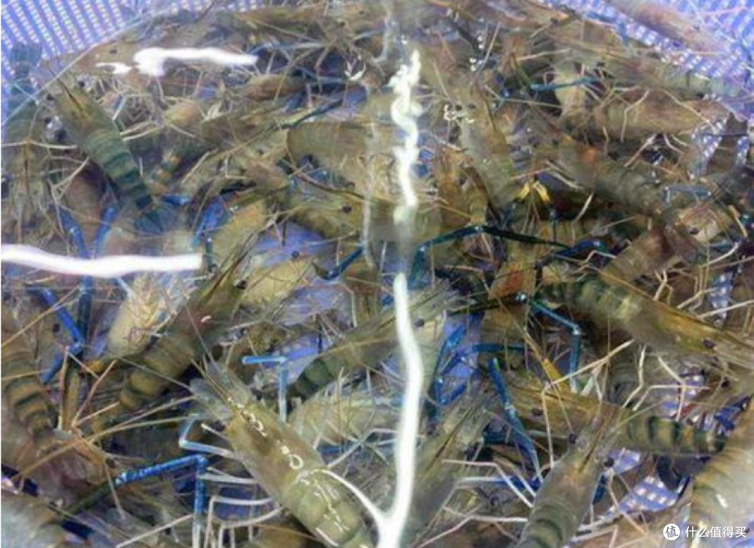 国庆家宴翻车实录:花300块买的海鲜,上桌后全家人沉默了……