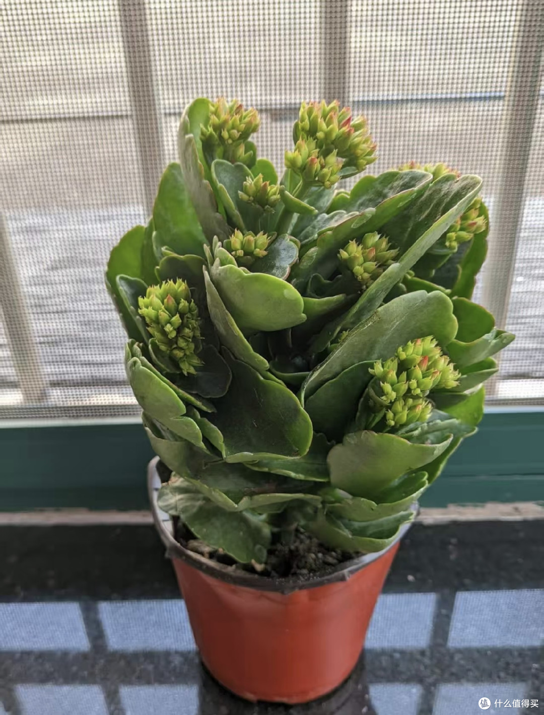 长寿花的大叶片不要乱撸,撸早了新芽僵苗、花苞发黑